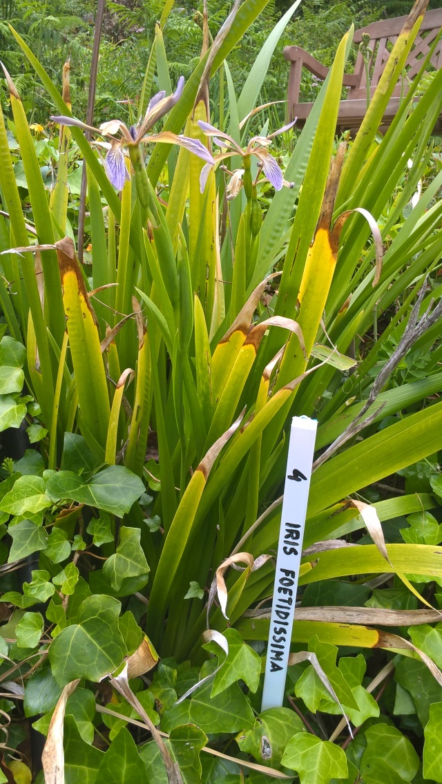 WP_20180514_12_31_39_Pro Iris foetidissima em flor