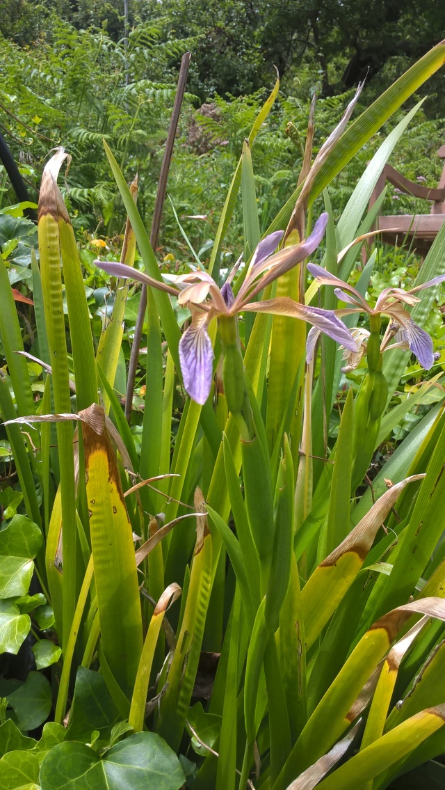 WP_20180514_12_39_09_Pro Iris foetidissima vertical